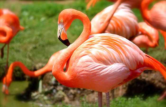Cute Female Flamingo