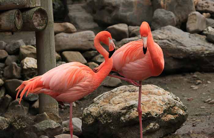 Flamingo Pair