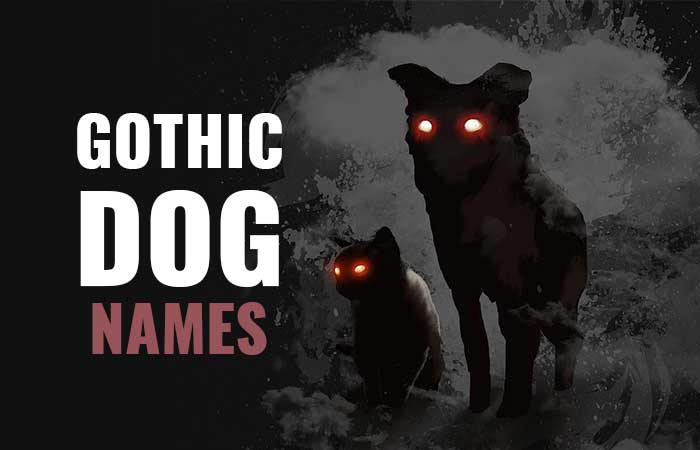 Gothic Dog Names for your Girl & Boy Canines
