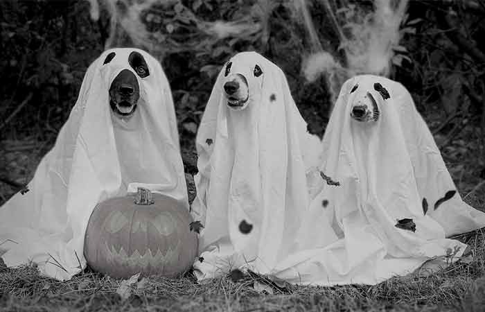 Halloween themed names for dogs and cats