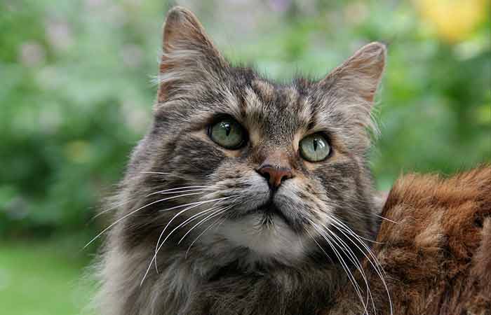 Maine Coon Cat Names for Male & Female
