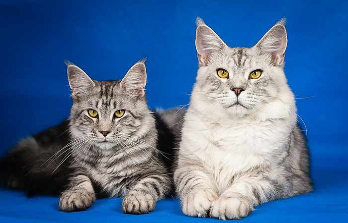 Main Coon Feline Pair-Boy & Girl