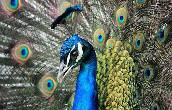 Peacock names
