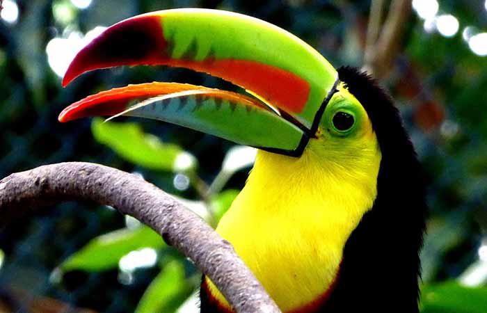 Toucan Names: Cute and Cool
