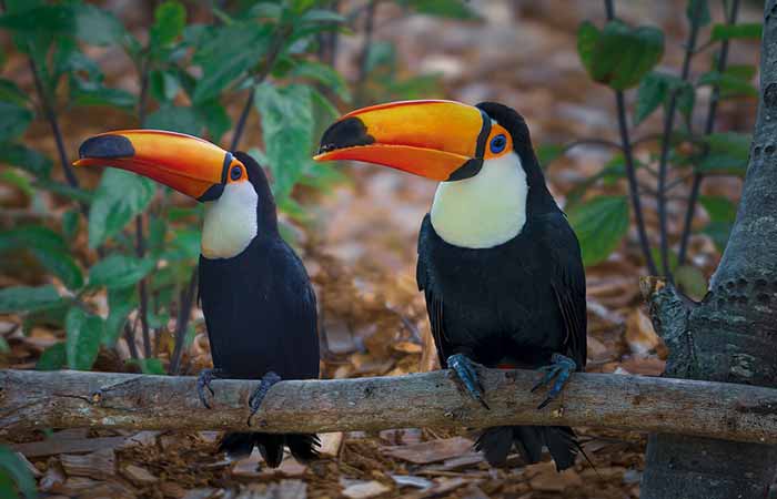 Toucan Pair-male and female