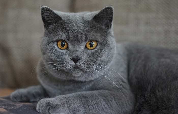 Pure Gray Cat