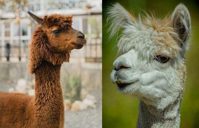 Alpaca Names-Funny, Cute & Cool for Female & Male