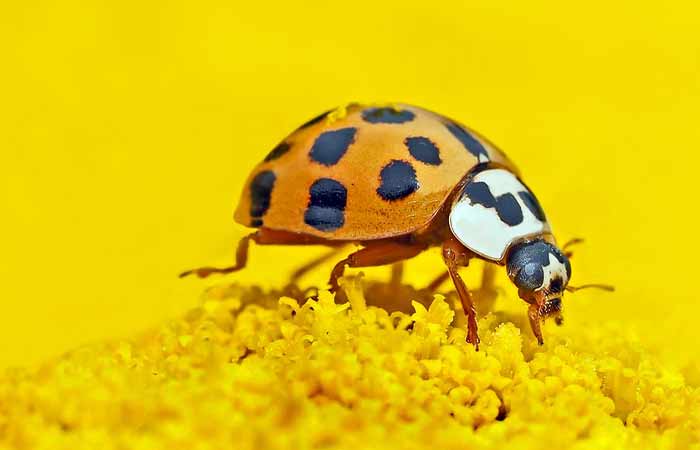 Ladybug types-species names