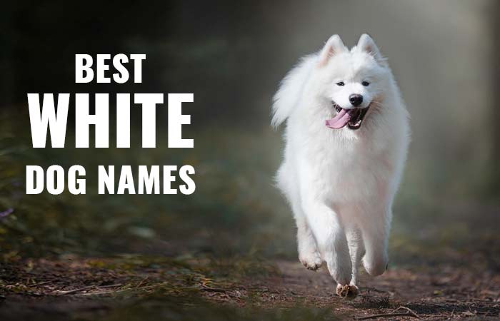 Best white dog names and breeds list