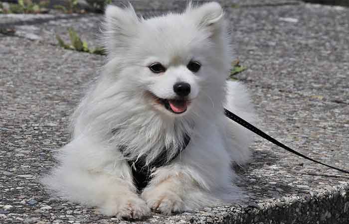 Cute Dog with white coat