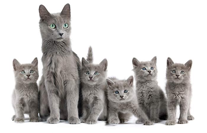 Gray Cat breed