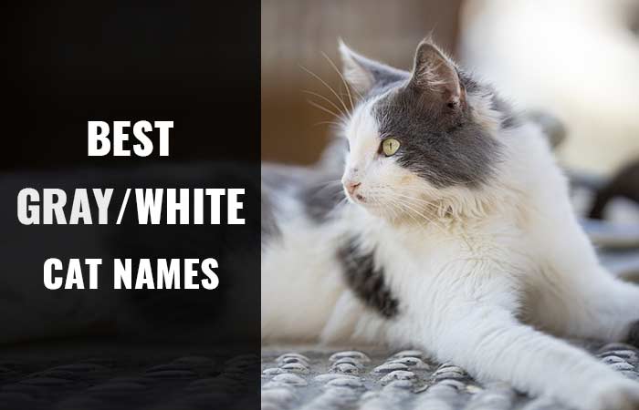 Gray and White Cat Names + Breeds