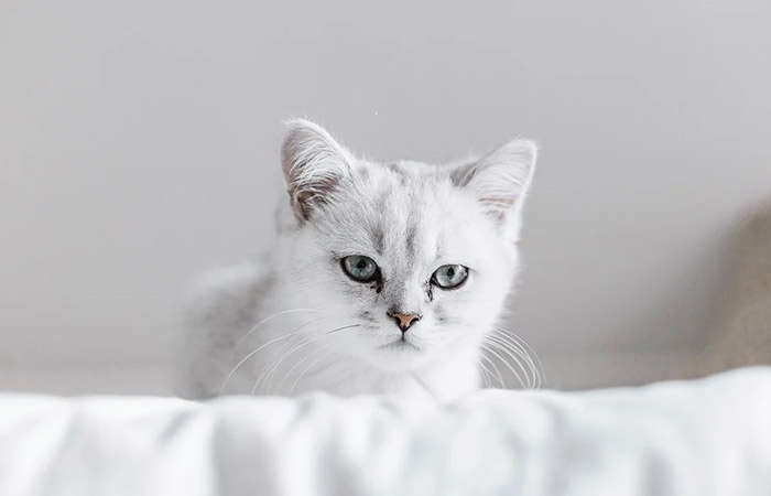 Gray and White Cat Names Breeds