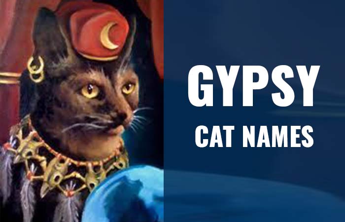 Gypsy Cat Names