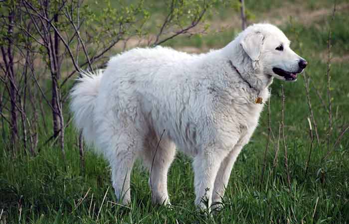 White dog breeds names