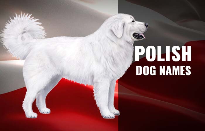 Polish Dog Names + Breeds