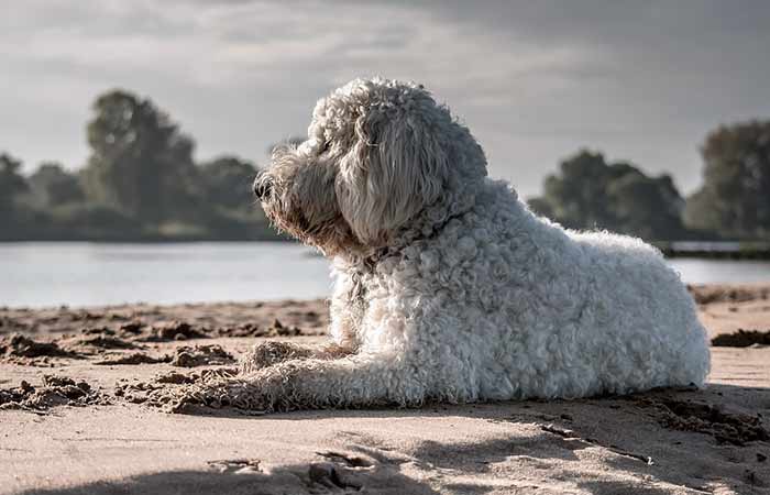 White goldendoodle