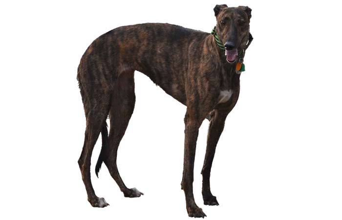 Brindle Dog Breeds- Greyhound