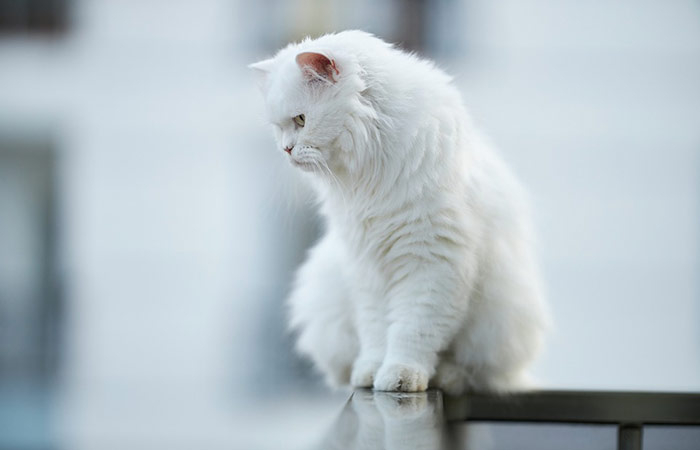 Fluffy White Cat