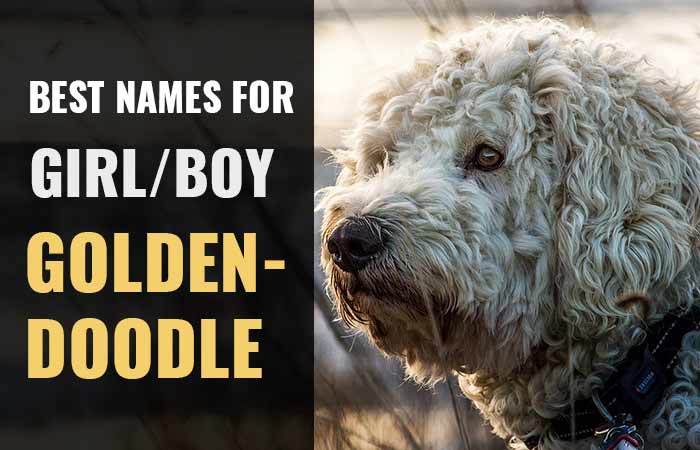 Goldendoodle names for girl and boy puppies