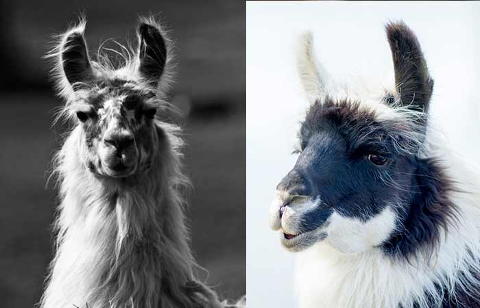 Funny & Cute Llama Names (Girl & Boy)