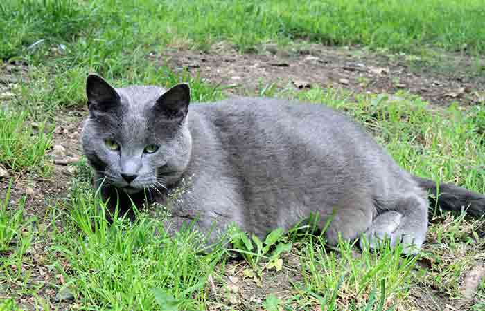 Male Cat Grey