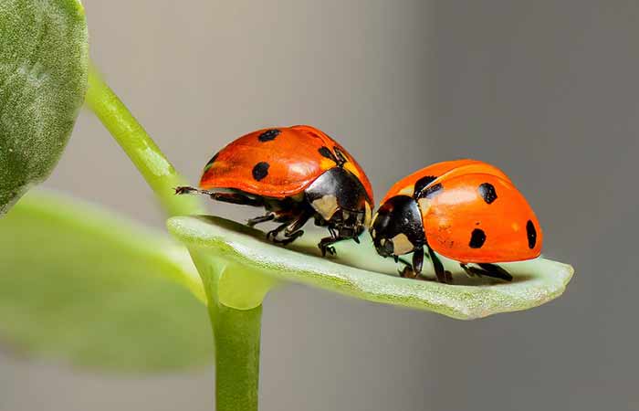 Male and female ladybugs