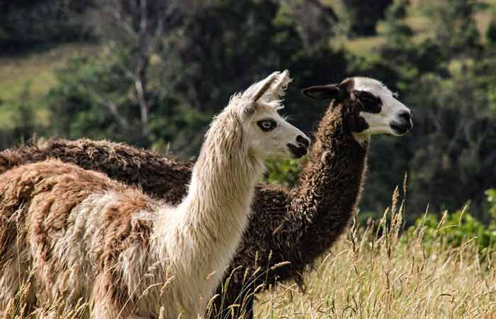 Male female llama Pair