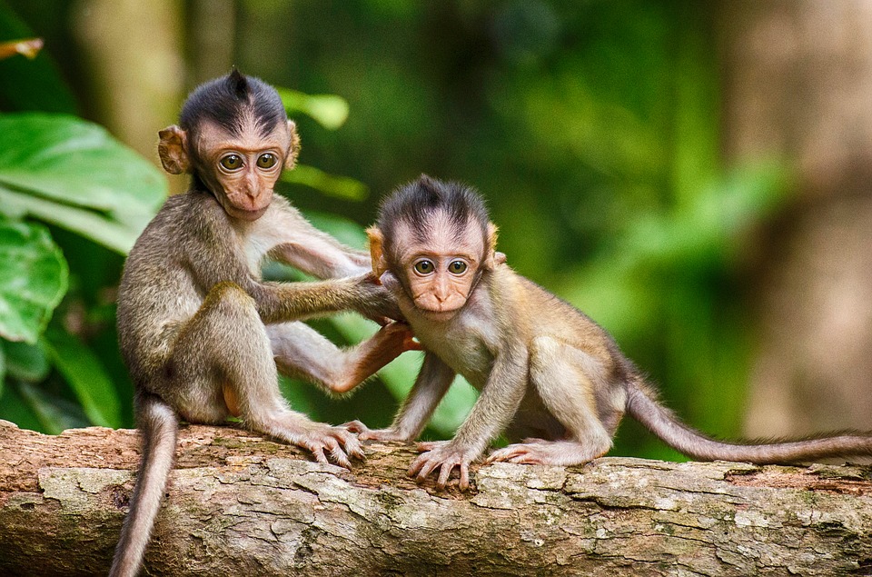 cute Baby Monkeys