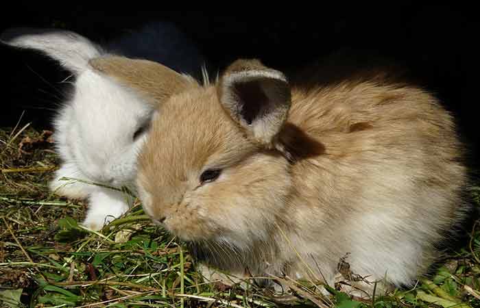 Good cute Bunny Names boy and girl rabbits