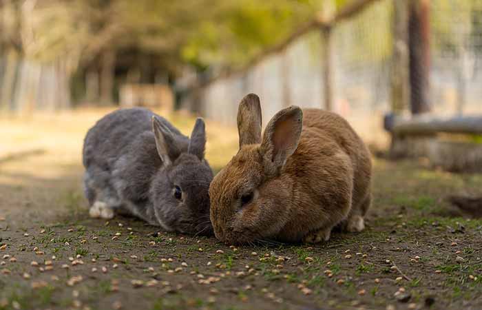 Female and male bunny pair