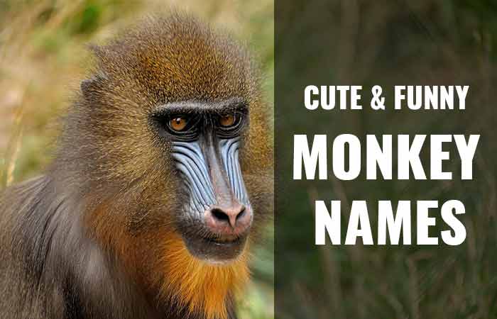 Best Monkey Names girl and boy