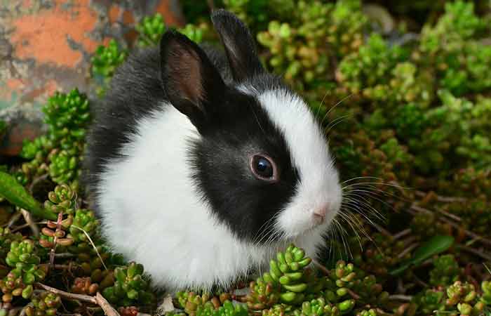 Black and white Bunny