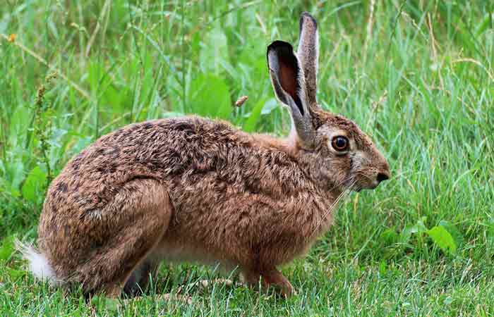 Brown Hare Rabbit