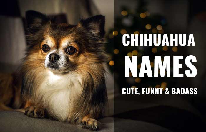 Chihuahua Names: Cute, Funny, Badass & Famous (Boy & Girl)