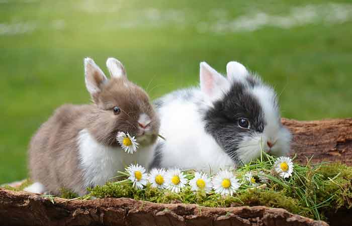 Cute boy and girl baby bunnies