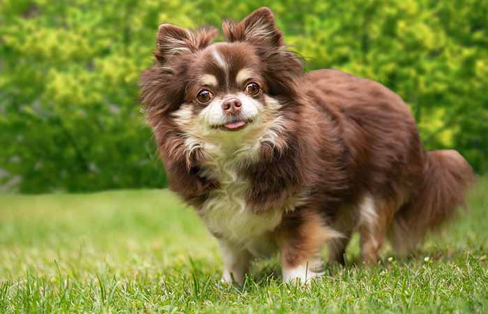 Cute Fluffy Chihuahua with a funny look