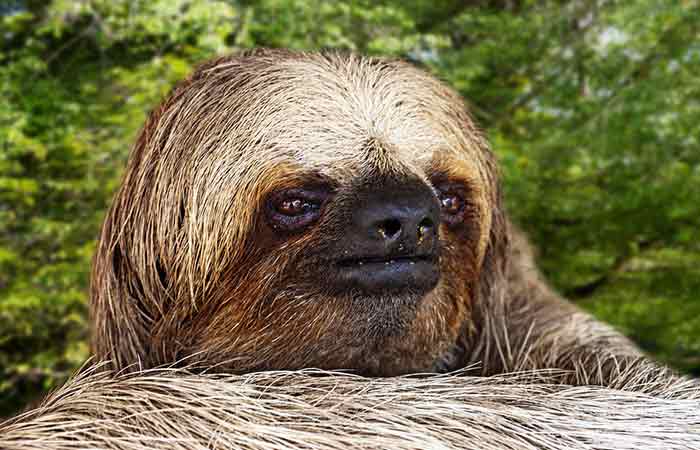 Cute female Sloth