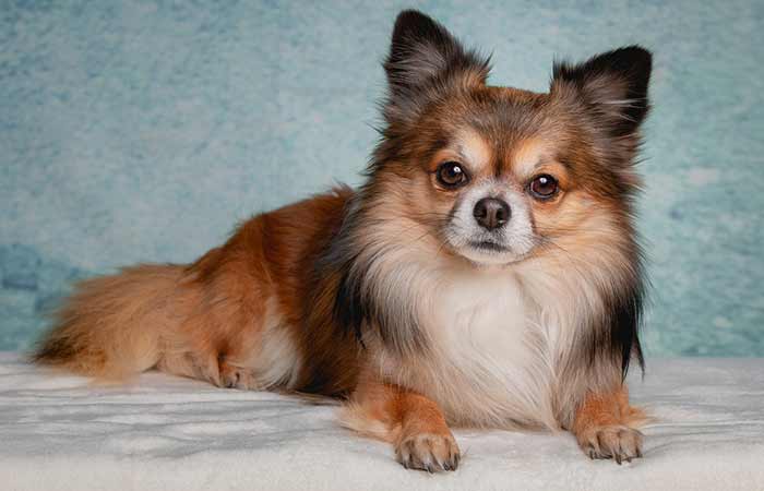 Long-haired chihuahua
