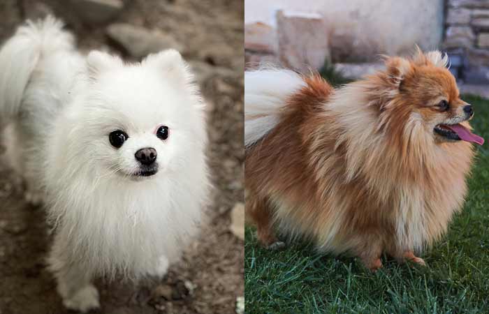 Cute Pomeranian Names for Boy & Girl Dogs