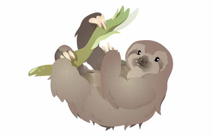 Cute Sloth Names for Females and Males