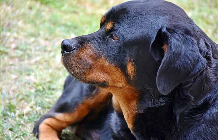 Funny, loving and Most famous rottweiler quotes