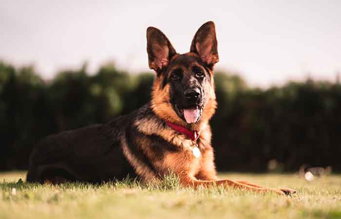 Loyalty and lover german shepherd saying and quotes