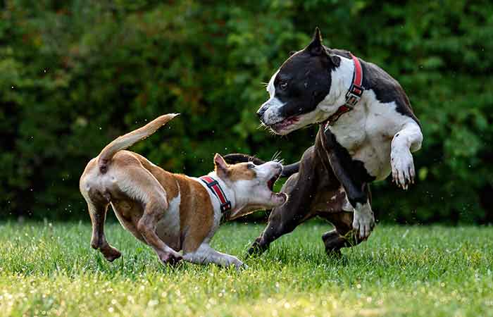 Playful balck, white and brown pibbles