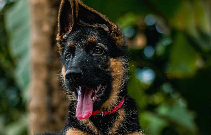Cute German Shepherd Puppy